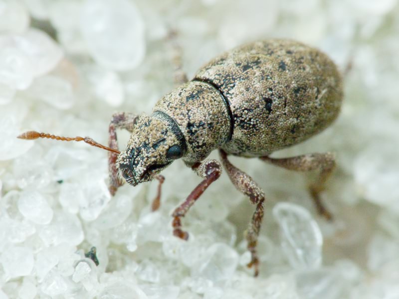 Strophosoma capitatum (De Geer, 1775)